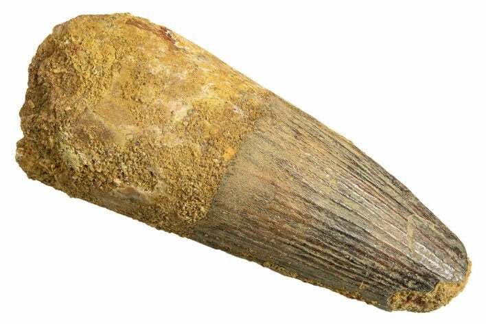 Fossil Spinosaurus Tooth - Real Dinosaur Tooth #344369